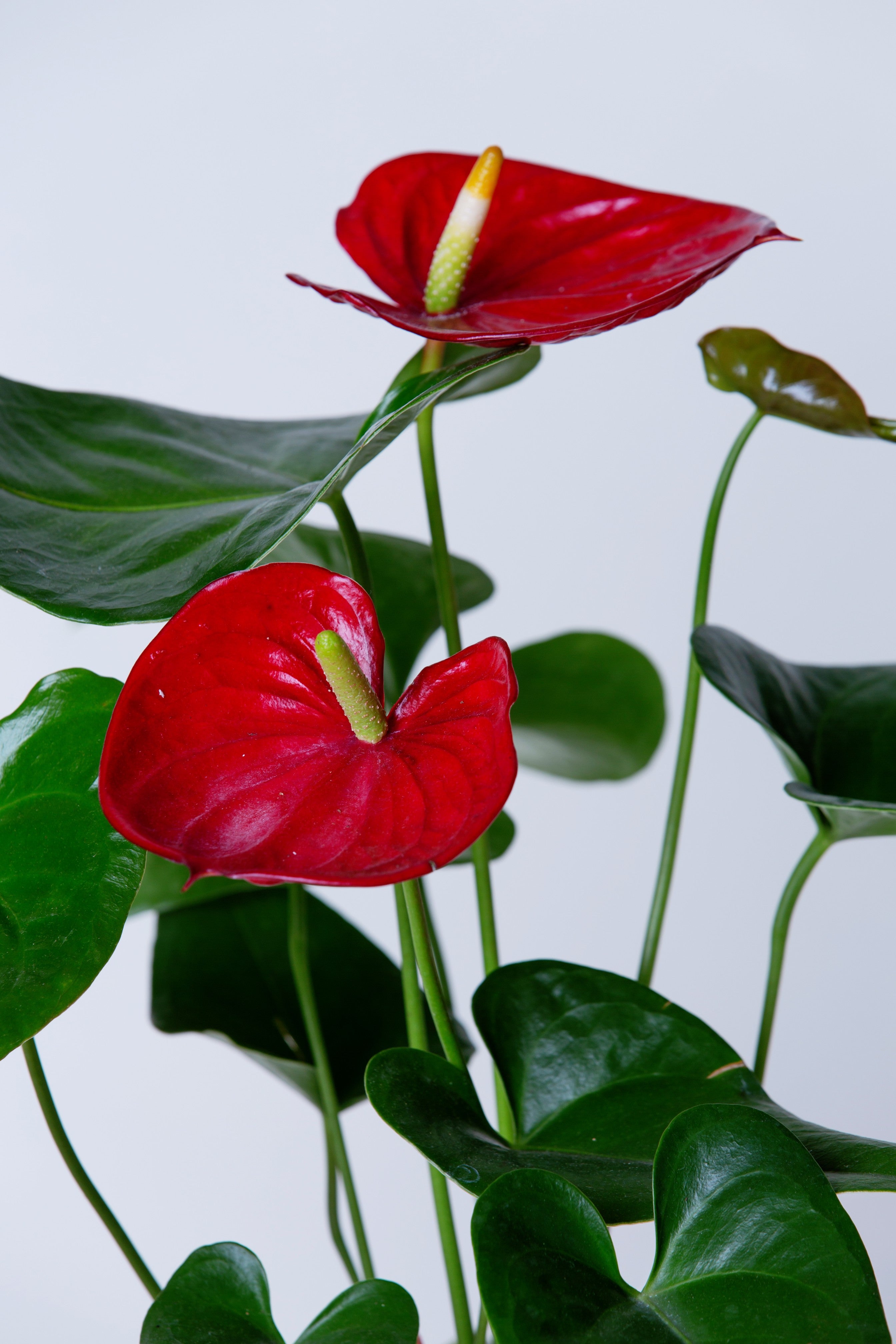 Laceleaf Anthurium Plant Lifestyle AVS –