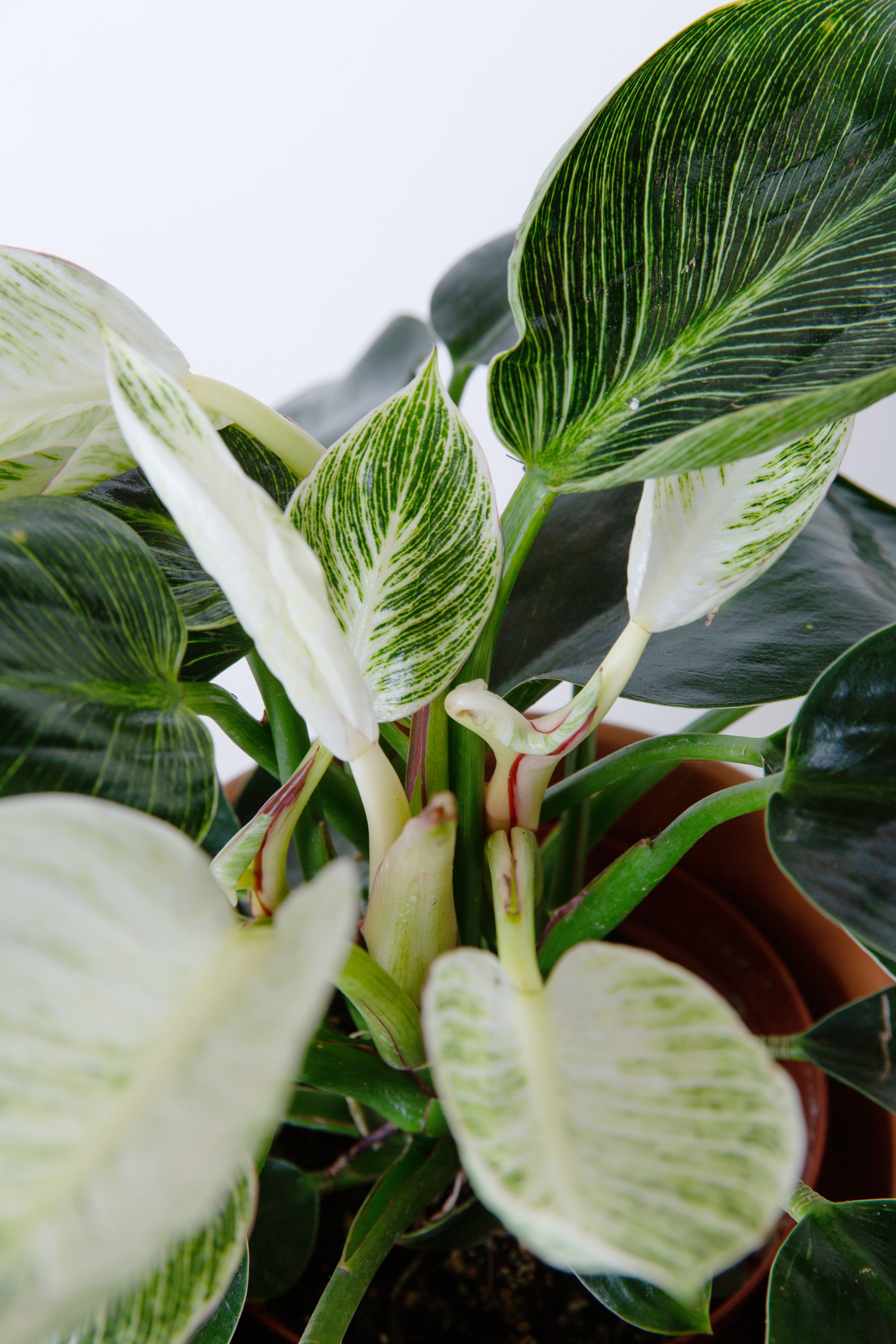 On sale Beautiful Birkin Philodendron plant