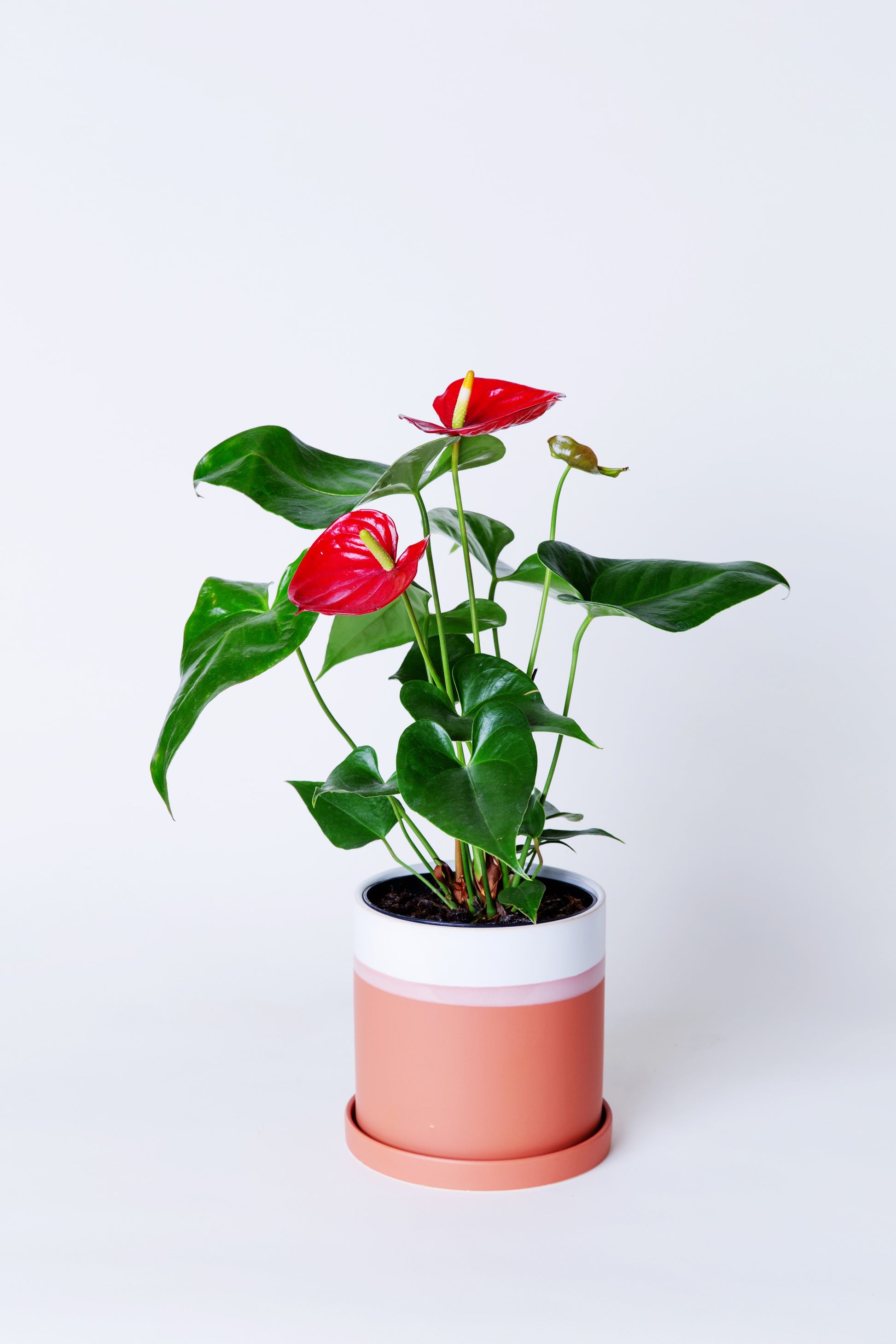 AVS Lifestyle Anthurium – Plant Laceleaf