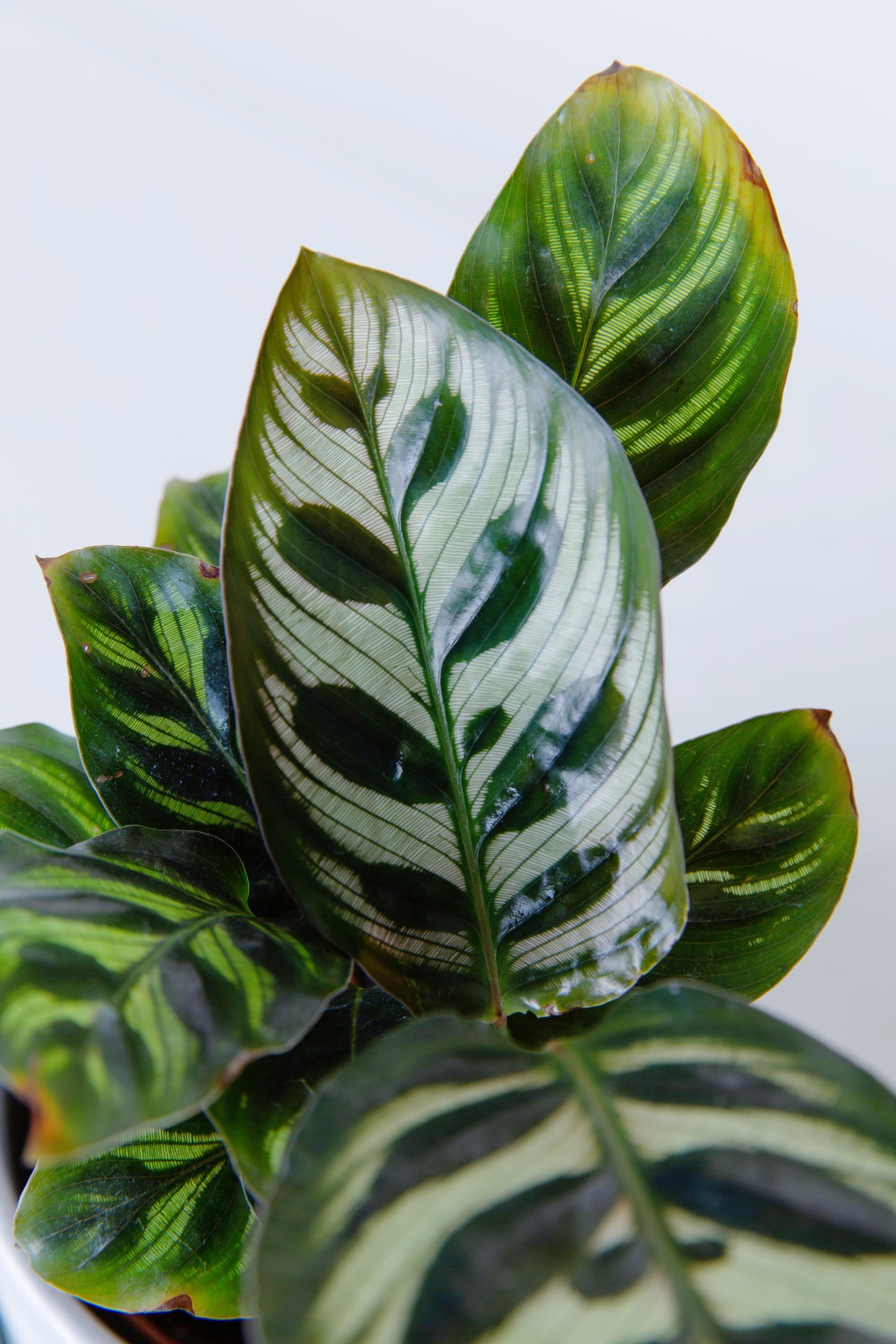 Peacock Plant | Calathea Makoyana