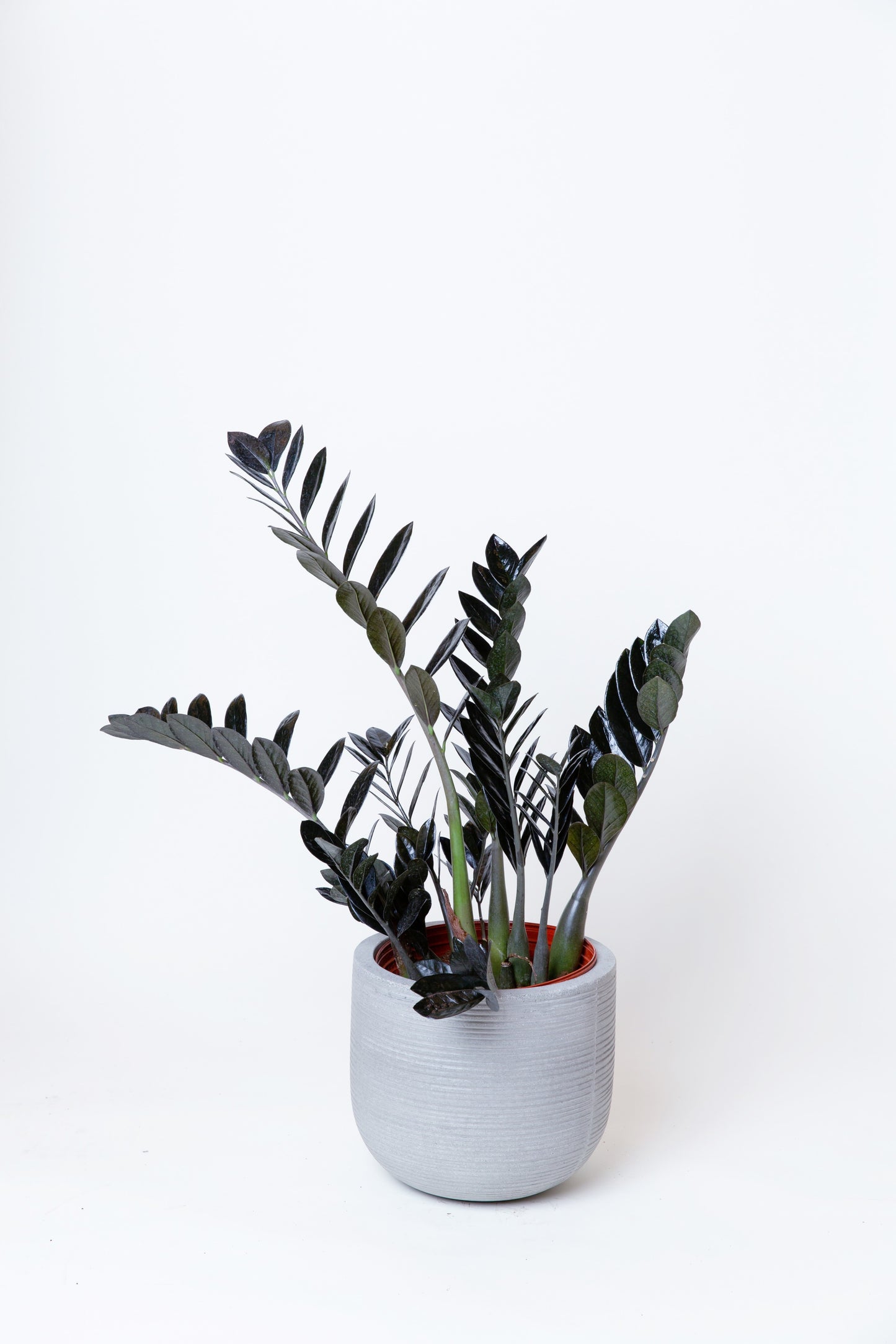 ZZ Raven | Zamioculcas Zamiifolia