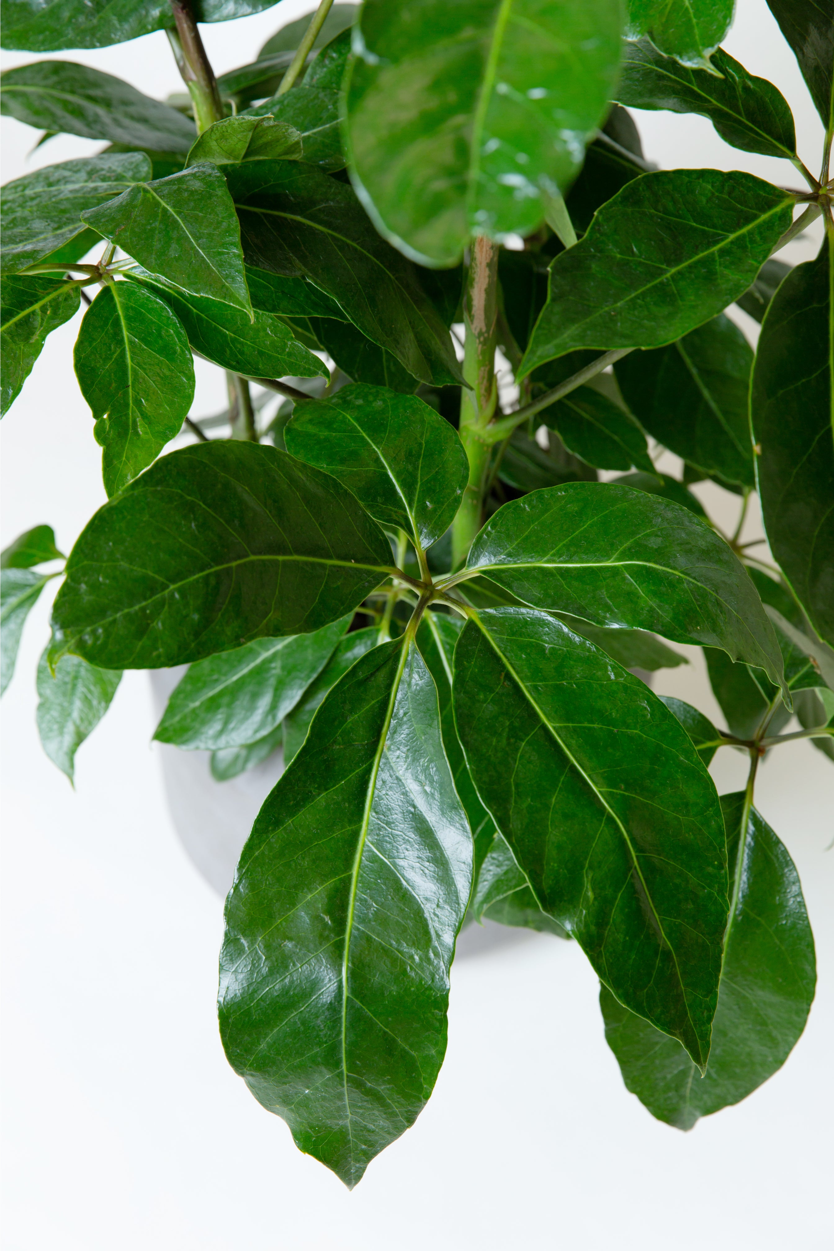 Are schefflera best sale poisonous to dogs