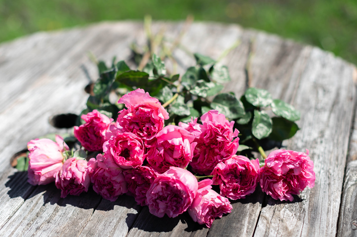 garden roses new jersey