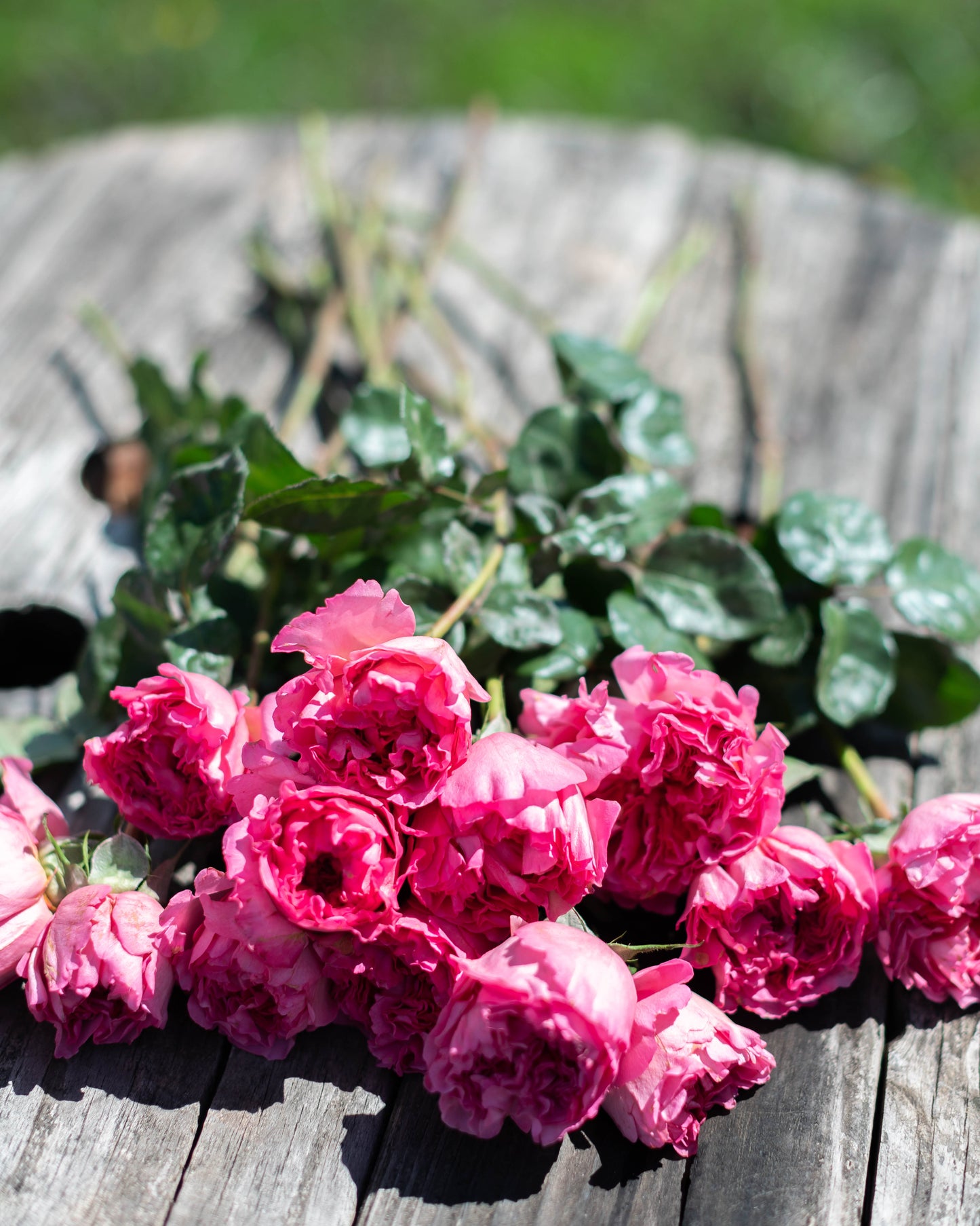 garden roses delivery