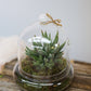 succulent terrarium nyc