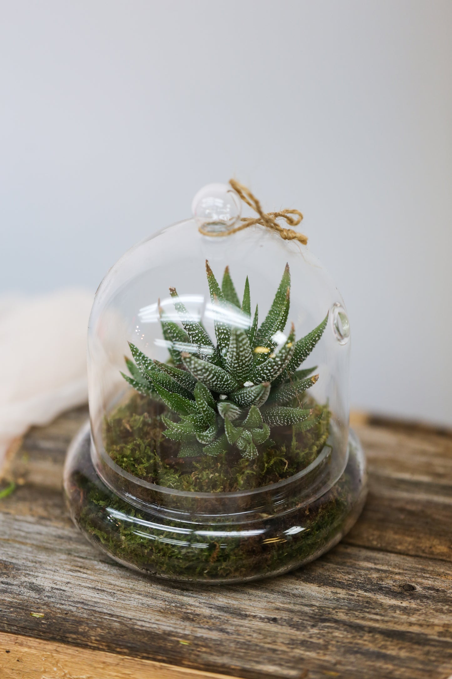 succulent terrarium nyc