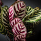 Peacock Plant | Calathea Makoyana